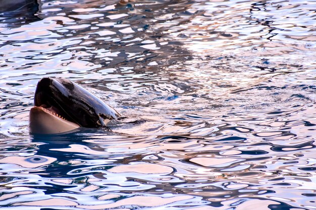 Primer plano de una orca nadando en un agua clara