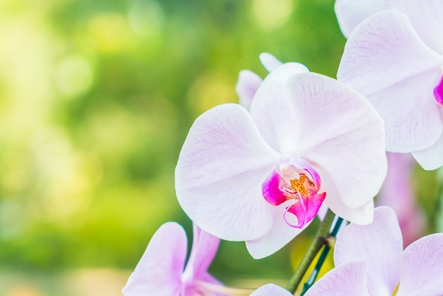 Primer plano de orquídea blanca