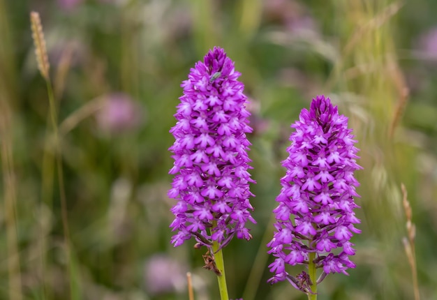 Foto gratuita primer plano de la orquídea piramidal anacamptis pyramidalis