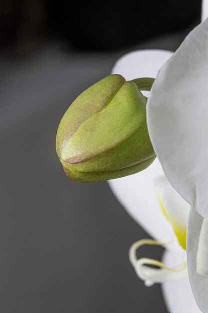 Primer plano, de, orquídea, planta