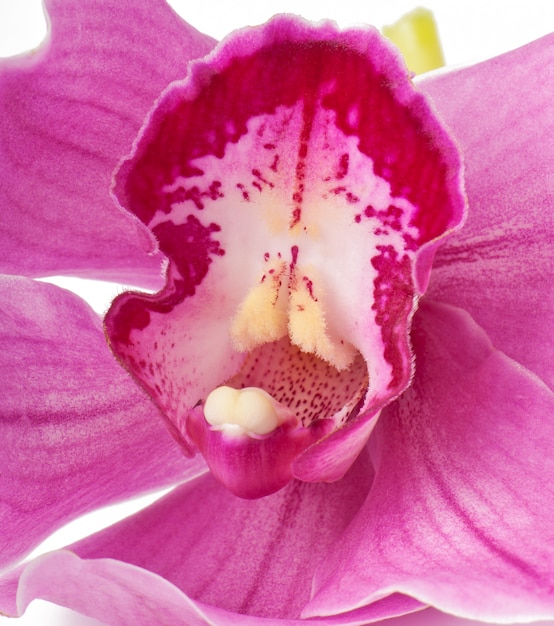 Foto gratuita primer plano de orquídea rosa