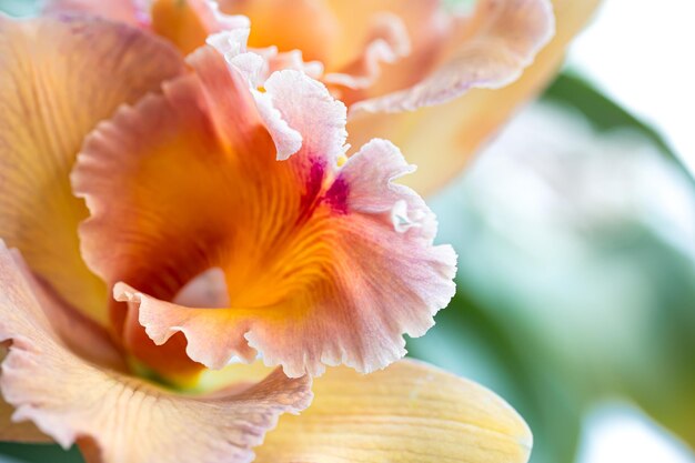 Primer plano de una orquídea tailandesa en una fotografía macro de fondo borroso