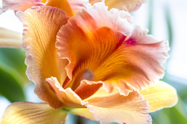 Primer plano de una orquídea tailandesa en una fotografía macro de fondo borroso