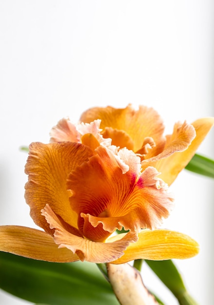 Primer plano de una orquídea tailandesa en una fotografía macro de fondo borroso