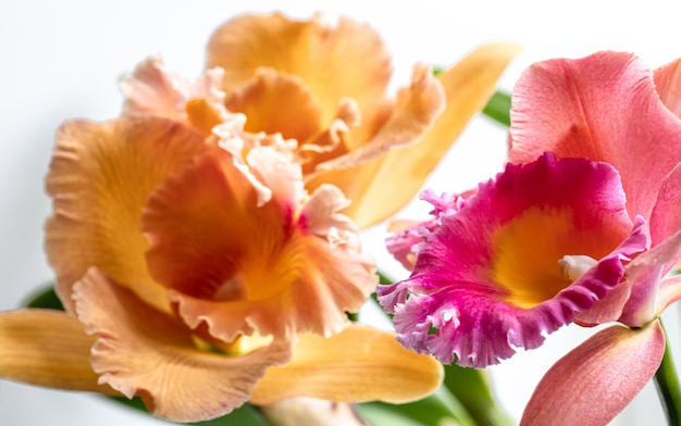 Primer plano de una orquídea tailandesa en una fotografía macro de fondo borroso