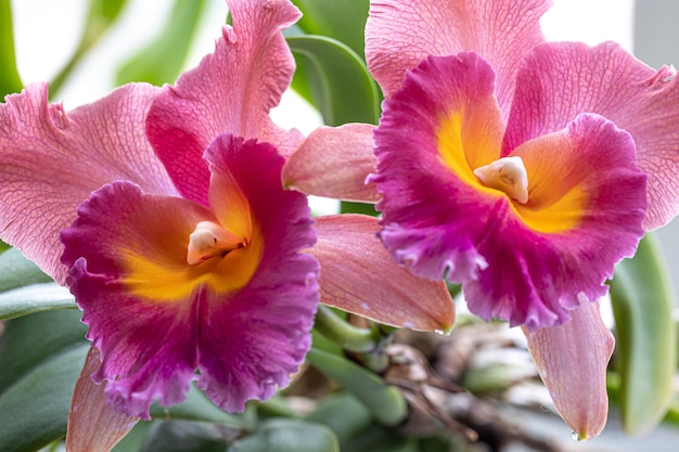 Primer plano de una orquídea tailandesa en una fotografía macro de fondo borroso