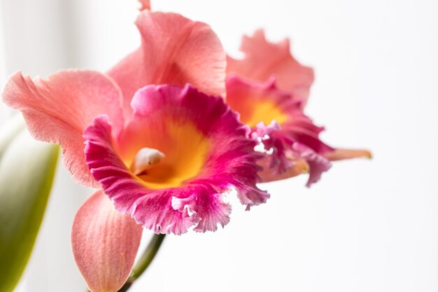 Primer plano de una orquídea tailandesa en una fotografía macro de fondo borroso