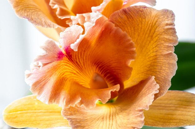 Primer plano de una orquídea tailandesa en una fotografía macro de fondo borroso
