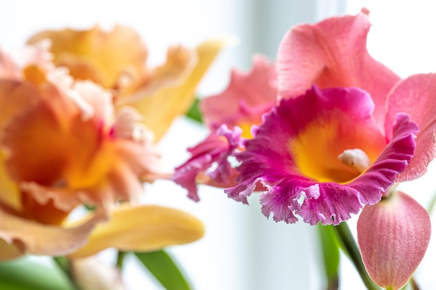 Primer plano de una orquídea tailandesa en una fotografía macro de fondo borroso