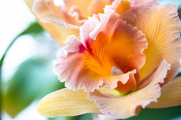 Primer plano de una orquídea tailandesa en una fotografía macro de fondo borroso