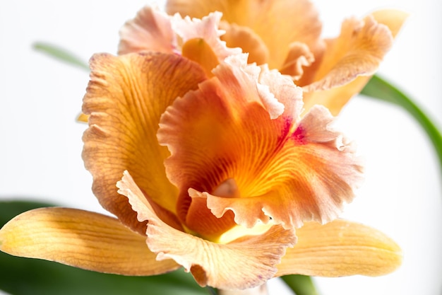 Primer plano de una orquídea tailandesa en una fotografía macro de fondo borroso