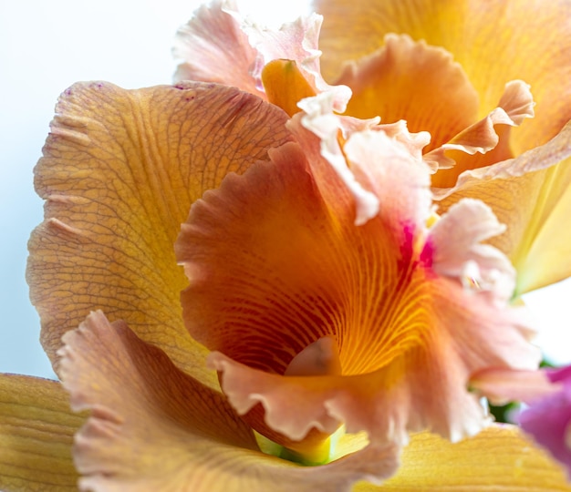 Primer plano de una orquídea tailandesa en una fotografía macro de fondo borroso