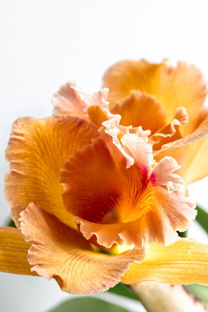 Primer plano de una orquídea tailandesa en una fotografía macro de fondo borroso