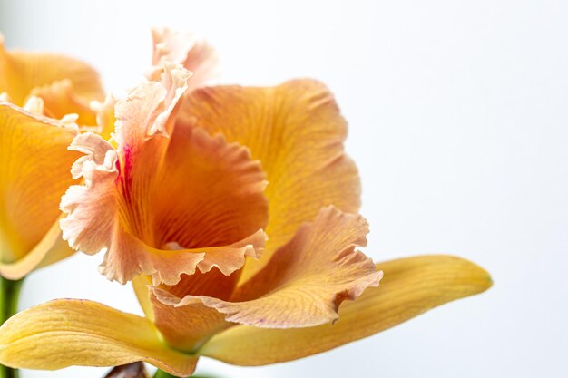 Primer plano de una orquídea tailandesa sobre un fondo borroso aislado