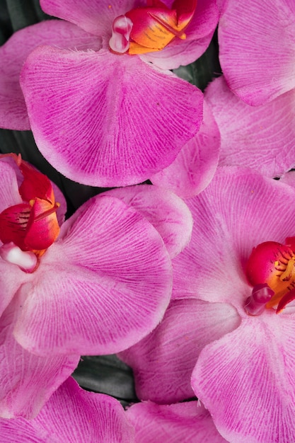 Primer plano de orquídeas moradas