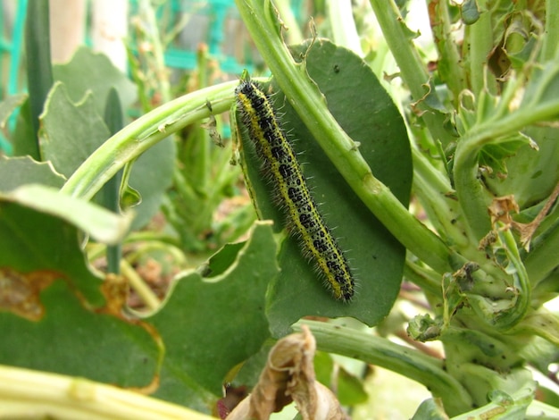 Primer plano de una oruga de mariposa blanca repollo comiendo hojas