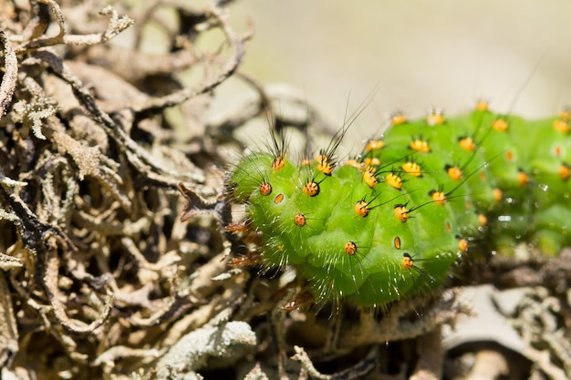 Primer plano de la oruga de Saturnia pavonia, también conocida como la polilla emperador en una ramita