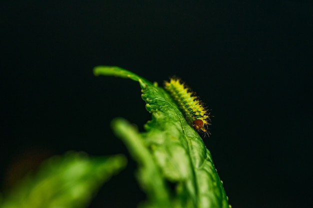 Primer plano de una oruga sobre una hoja verde