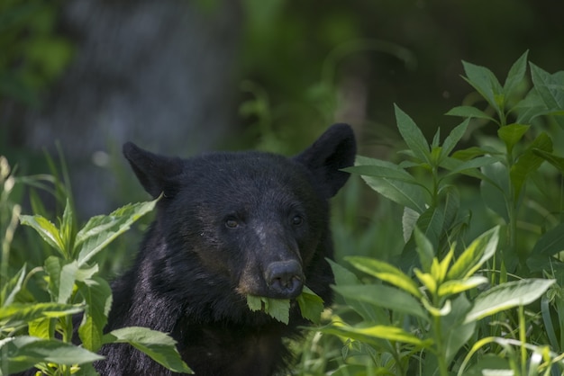 Primer plano de un oso negro comiendo hojas bajo la luz del sol con un fondo borroso