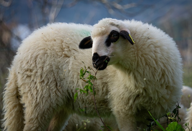 Primer plano de una oveja blanca en una tierra de cultivo comiendo hierba