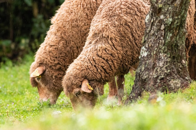 Primer plano de ovejas pastando en un pasto