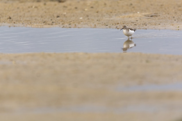 Primer plano de un pajarito marrón caminando en un agua