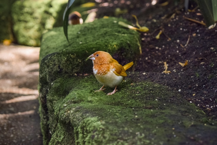 Foto gratuito primer plano de un pájaro adorable sobre una roca cubierta de musgo en un parque