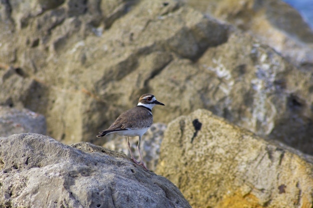 Primer plano de un pájaro asesino posado sobre una roca junto al mar