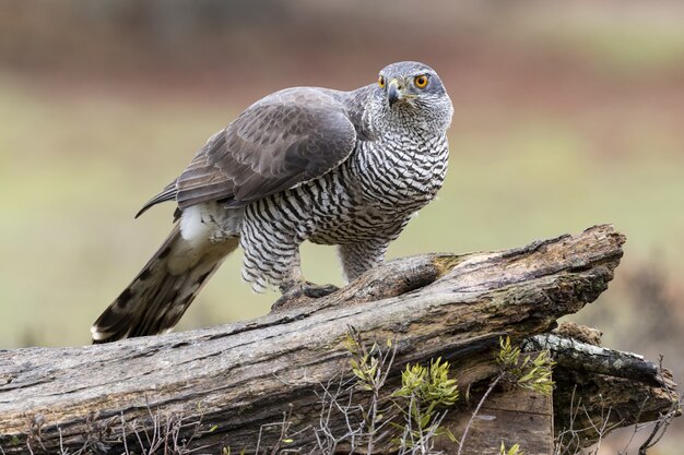 Primer plano de un pájaro Azor del norte sentado sobre un trozo de madera