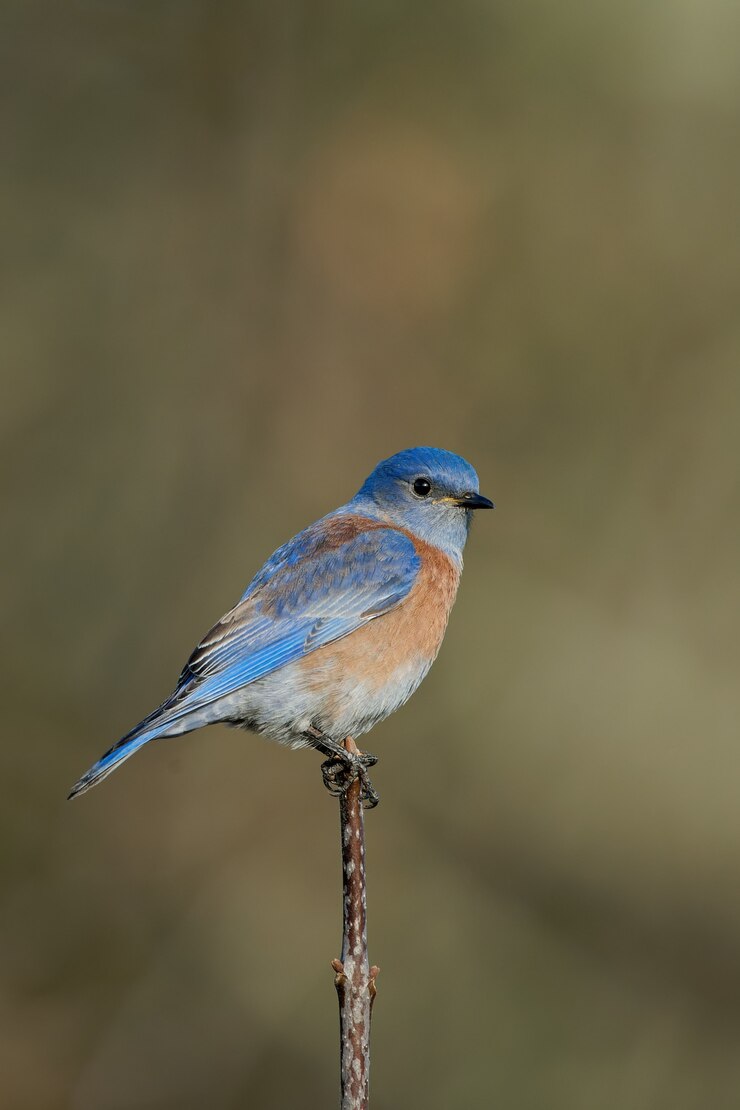 Foto gratuito primer plano de un pájaro azul oriental sentado en la rama de un árbol con configuración borrosa