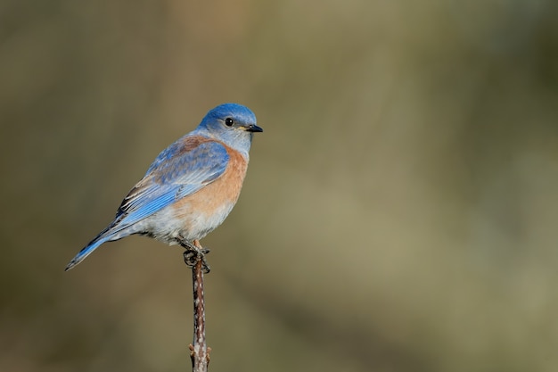 Primer plano de un pájaro azul oriental sentado en la rama de un árbol con fondo borroso