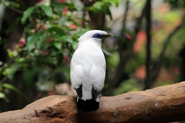 Primer plano de pájaro blanco en árbol Jalak Bali pájaro en rama Jalak Bali cabeza de primer plano de pájaro
