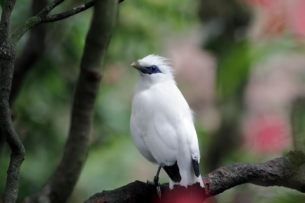 Primer plano de pájaro blanco en árbol Jalak Bali pájaro en rama Jalak Bali cabeza de primer plano de pájaro