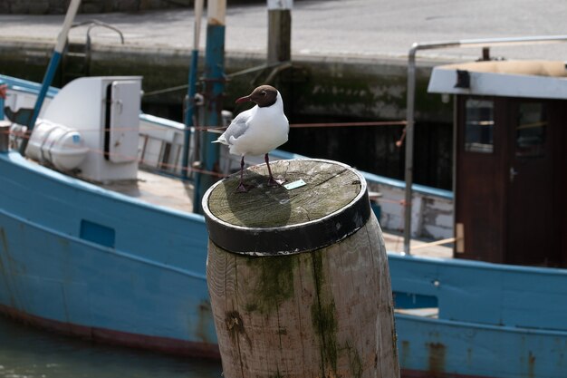 Primer plano de un pájaro blanco detrás de un barco sentado sobre un trozo de madera seca