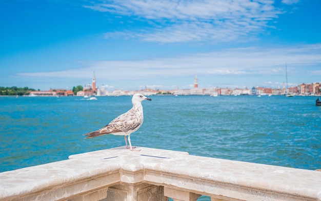 Primer plano de un pájaro blanco sentado en una valla de mármol en Venecia, Italia