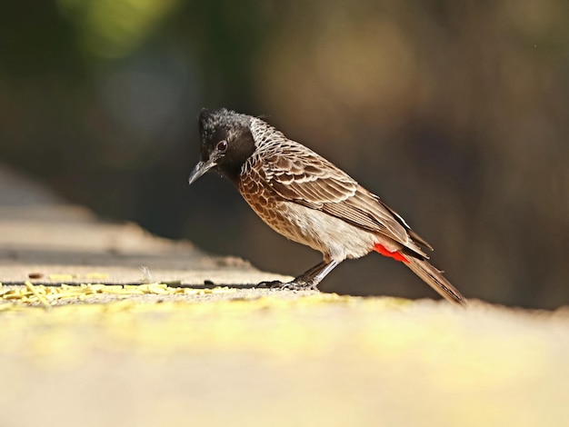 Primer plano de un pájaro bulbul posado sobre una superficie de hormigón