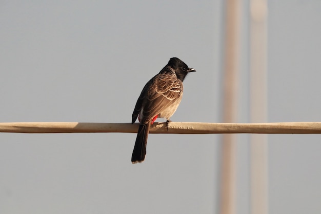 Primer plano de un pájaro bulbul de ventilación roja en una rama