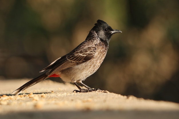 Primer plano de un pájaro bulbul de ventilación roja