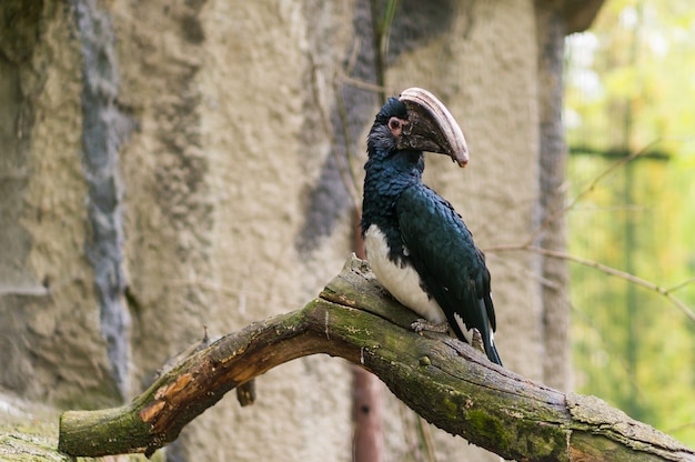 Primer plano de un pájaro cálao sentado en una rama de un árbol