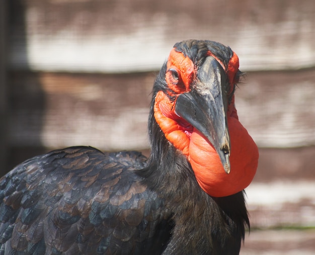 Primer plano de un pájaro cálao de tierra del sur