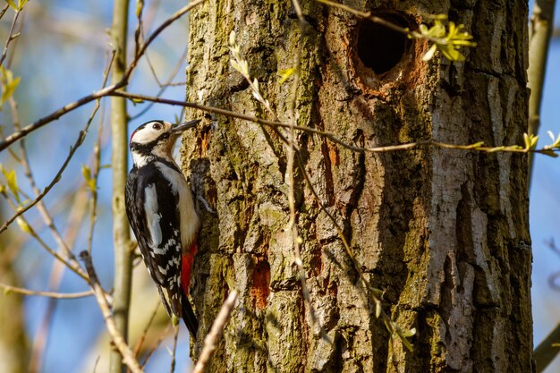 Primer plano de un pájaro carpintero en el árbol