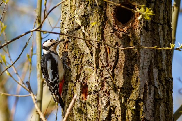 Primer plano de un pájaro carpintero en el árbol