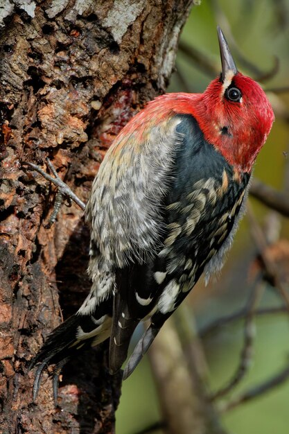 Primer plano de un pájaro carpintero de cabeza roja en el árbol