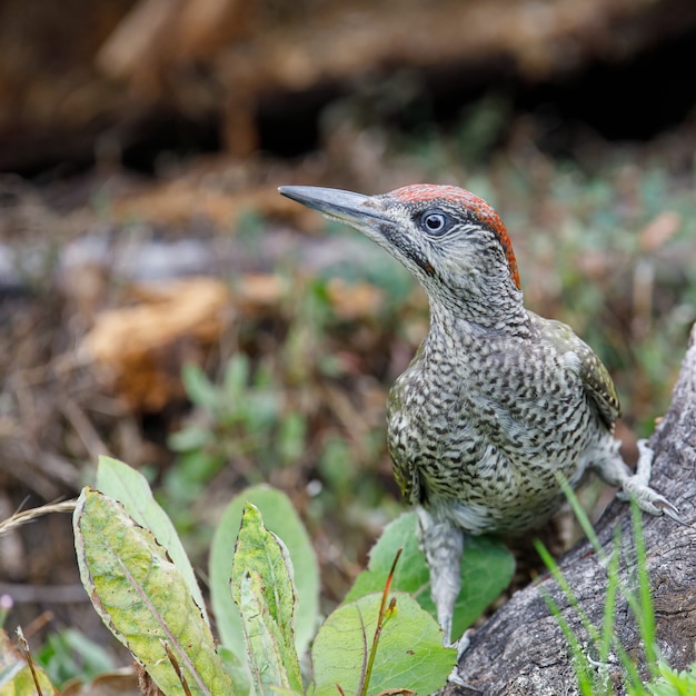 Primer plano de un pájaro carpintero encaramado sobre madera en un parque