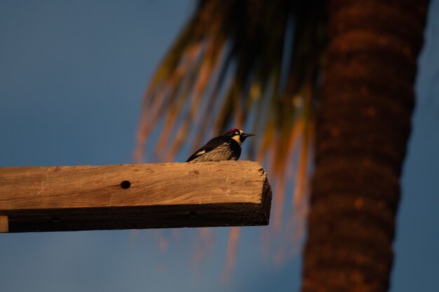 Primer plano de un pájaro carpintero en una madera