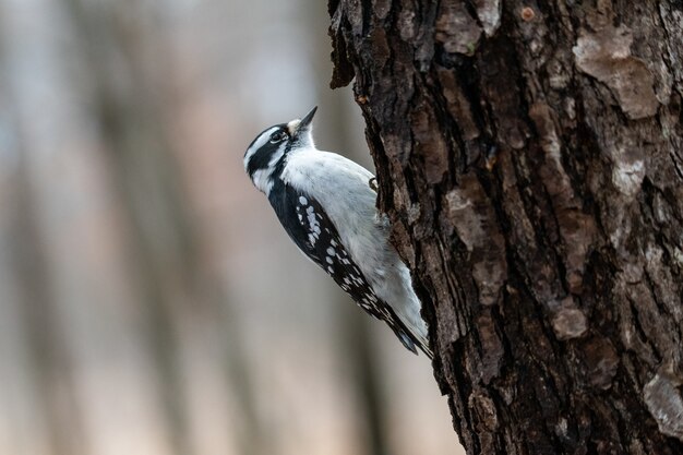 Primer plano de un pájaro carpintero peludo en un árbol