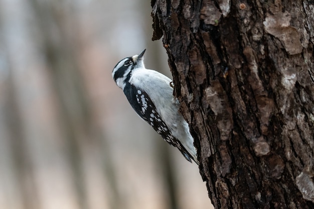 Primer plano de un pájaro carpintero peludo en un árbol