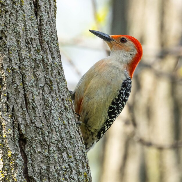 Primer plano de un pájaro carpintero de vientre rojo en un árbol