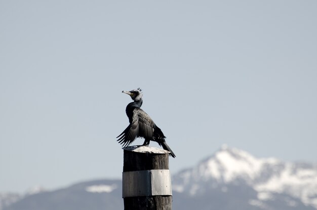 Primer plano de un pájaro donde se posan sobre un poste de madera contra un cielo despejado