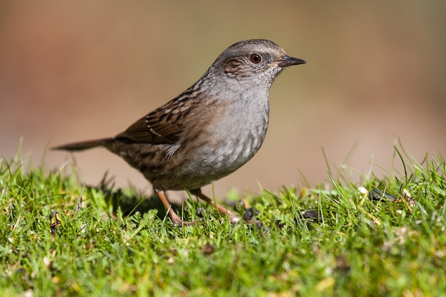 Primer plano de un pájaro dunnock de pie sobre un suelo de hierba